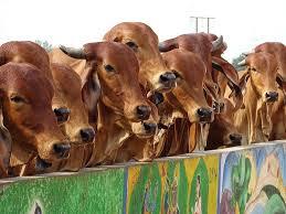 The Independence:Cow-Trafficking-in-Keonjhar---Bajrang-Dal