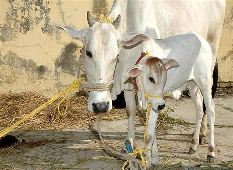 The Independence:Odisha-Government-to-auction-Cow-cow-protection-is-in-danger