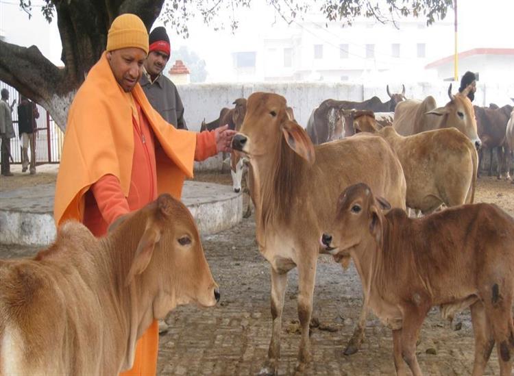 The Independence:Yogi-Adityanath-Cow-Slaughter-Cow-Protections