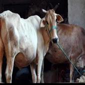 The Independence:Odisha-Government-Controversial-Decision-to-auction-cow